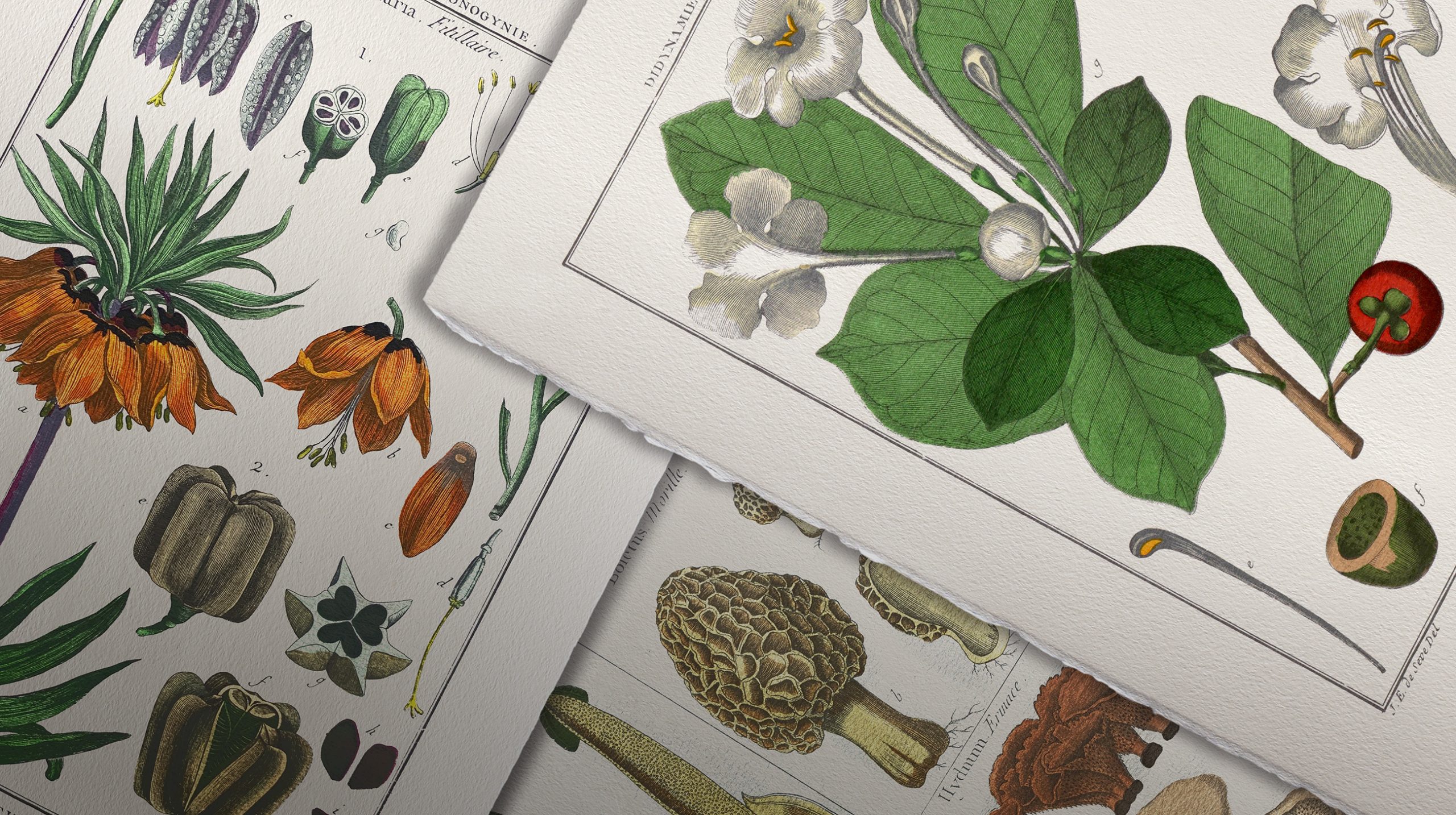 Colección Láminas de botánica